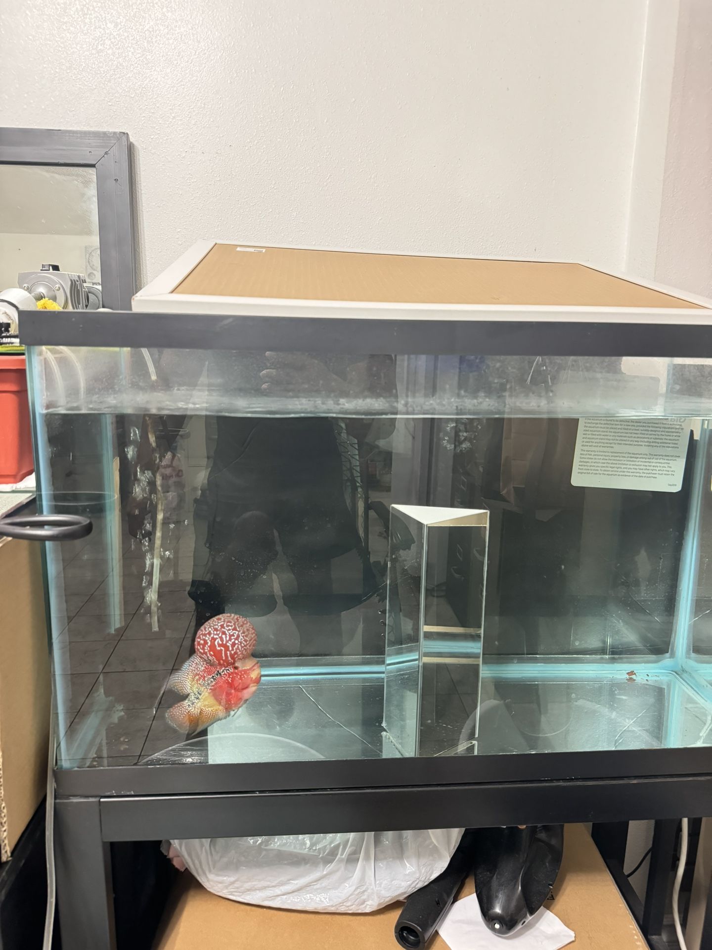 Fish Tank