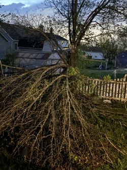 Fallen Tree To Firewood ? 