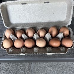 Fresh Eggs