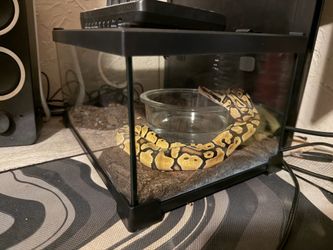 Ball python cage