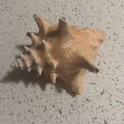 Large Conch Shell