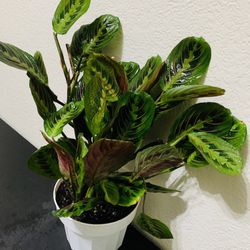 RED MARANTHA//PRAYER PLANT IN 6” NURSERY POT♥️