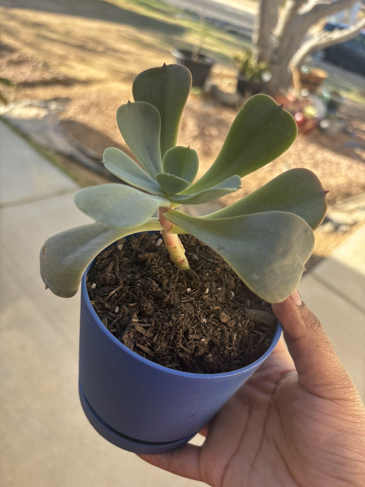 Succulent