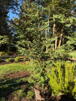 12’ Leyland Cypress trees (4)