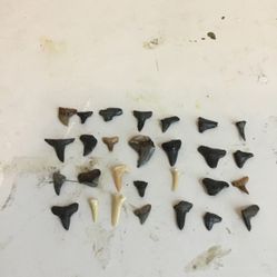 Shark Teeth
