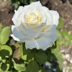 White Rose / Rosal Blanco
