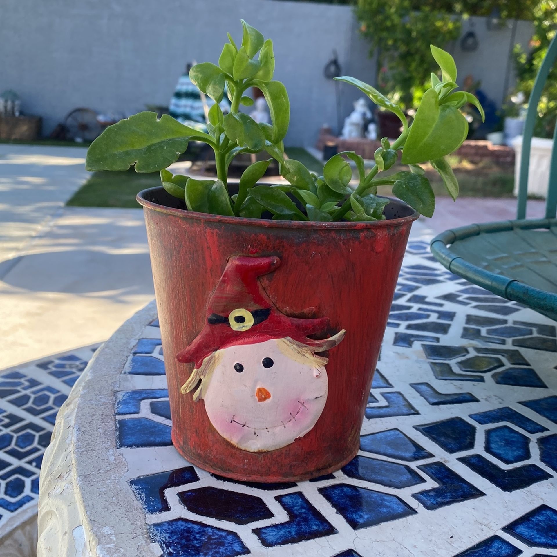 Bb Rose Bush
