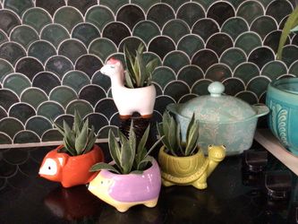 Small animal planters with baby agaves