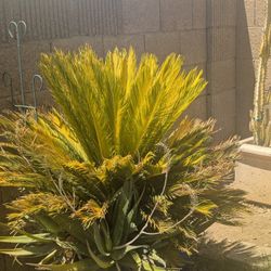 Mature Sago Palm and ceramic Pot:
