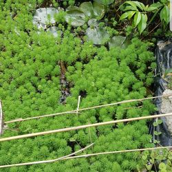 Pond Plants Parrots Feather 