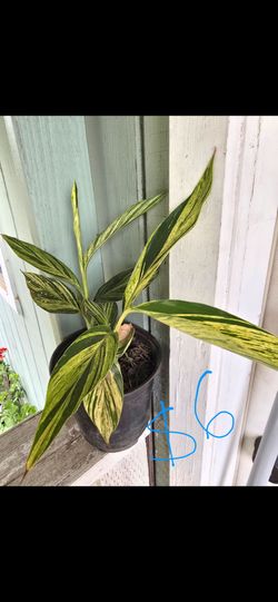 Plant