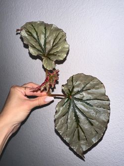 Begonia Looking Glass fresh cutting