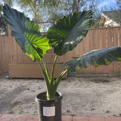Giant Taro ( Elephant Ears) Plant
