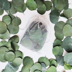 Dried Eucalyptus Leaves