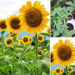 Mammoth Sunflower Plants 2 Plants In Pot For $5