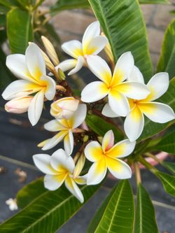 Plumeria for sale in PQ