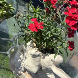 Coronation flowers, and flower pots