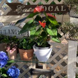 Large ANTHURIUM with Blooms