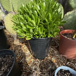 jade plants 30 dollars each 