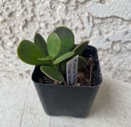 2 Inch Pot Succulent Plant - Kleinia Petraea - Jade Trepador - Rooted & Established - Drought Resistant 🪴 Perfect Baby & Wedding Shower Favors