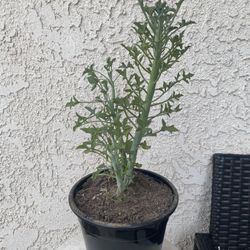 1.5 Gallon Pot Rare Succulent Plant - Senecio Articulatus - Candle Plant  - Rooted & Established - Drought Resistant - 🪴 