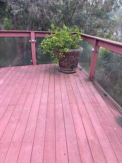 2 Lemon trees with pots