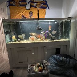 120 Gallon Fish Tank, Stand And Fish For Sale 