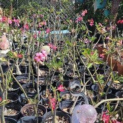 Desert Rose