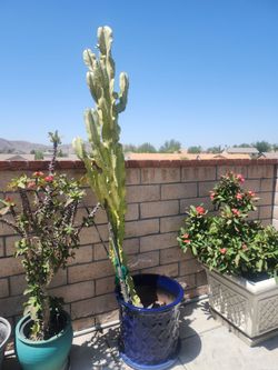 Cactus