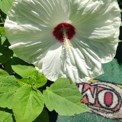 White With Red Center Hardy Habiscus 