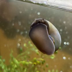Mystery snails