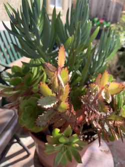 Beautiful variety of succulents