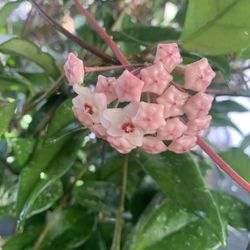 Big Beautiful  Hoya  Carnosa  Plant .