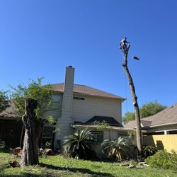 Professional Tree And Stum Grinding 