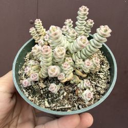 Variegated Crassula Baby Necklace In 4” Pot 