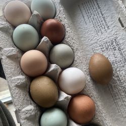 Fresh Chicken Eggs Available