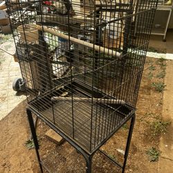 Black Bird Cage