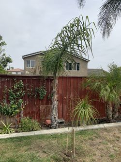 2 Palm Trees