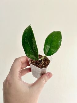 Hoya Nervosa Jokul