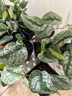 Small plants  8 each