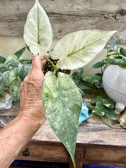 Alocasia Regal Shield Albo Houseplant