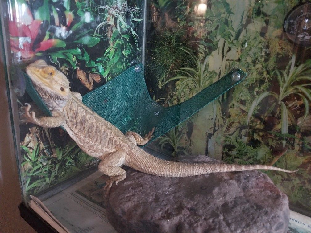 Bearded Dragon in 55 gallon tank