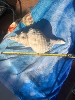 Monster 21"+ Florida Horse Conch Shell (Triplofusus giganteus) - Huge Beach Found Specimen