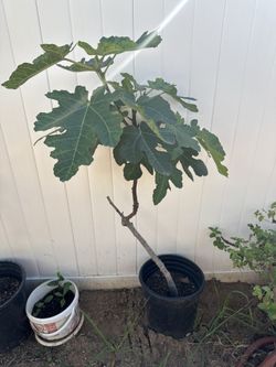 Red Fig Tree