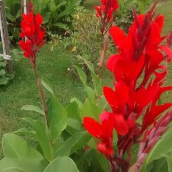 Canna Lily Rojo Brillante Alto Tropical Verde Follaje