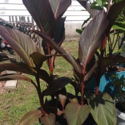 Plants ( Coleus, Red  Tropical Habiscus, Canna Lily Etc