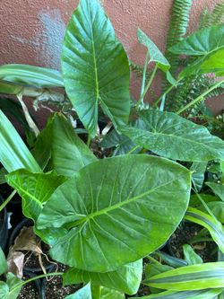 Planta