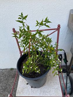 Chiltepin Potted Chili Pepper Plant