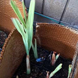 Lemon Grass Rooted Starts