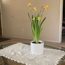 Yellow Daffodils Live Plant With Ceramic White Decorative Pot.